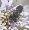 Megachile sp.